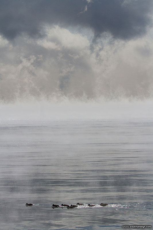 Sunlit ducks against backdrop of -25C heavy steam, Centre Island, Toronto Islands
