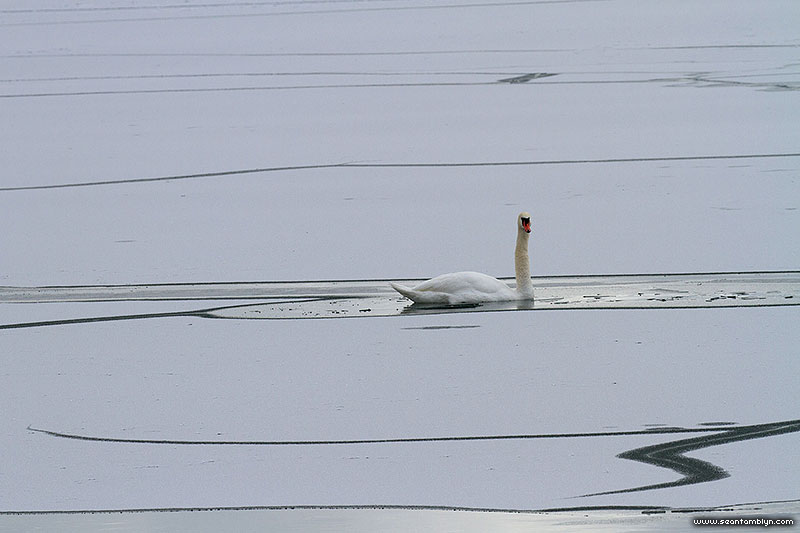 Mute swan in open ice leads, Centre Island, Toronto Islands