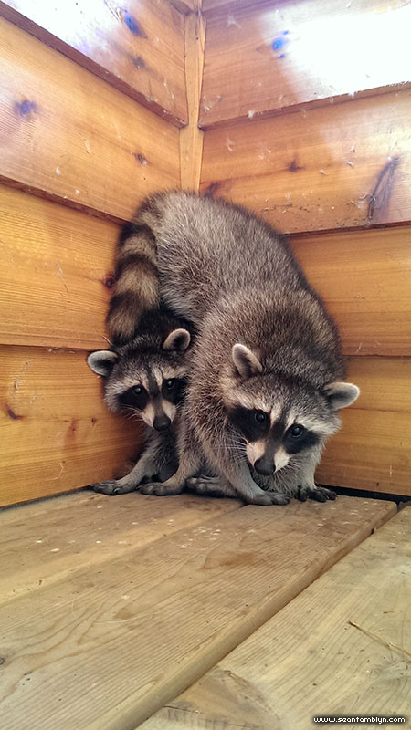 Baby raccoons on balcony, Ward's Island, Toronto Islands