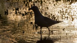 Seagull wading in flooded field at sunset, The Annex, Toronto Islands