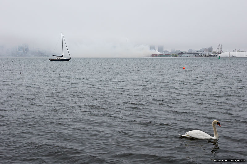 Swan and smoke plume from GFL fire, Portlands, Toronto Islands