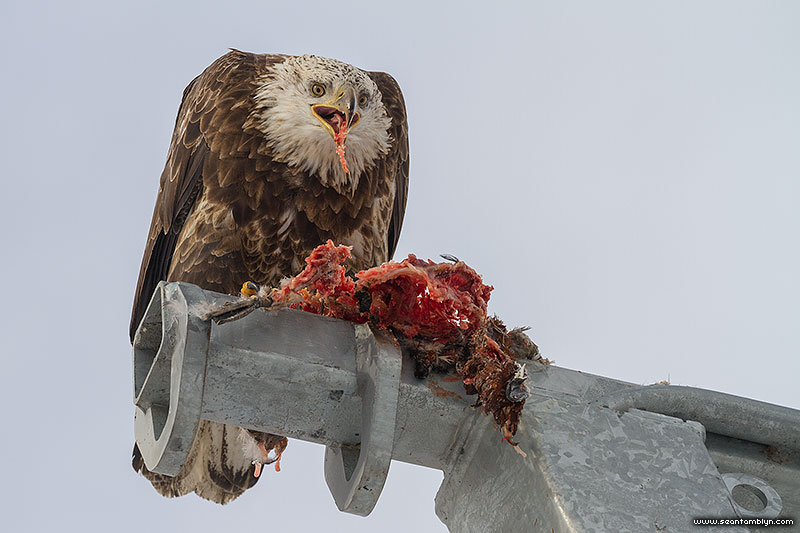 Bald eagle eating a cormorant morsel, Center Island, Toronto Islands