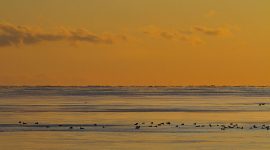 The sun sets on ducks swimming through thin ice, Center Island, Toronto Islands