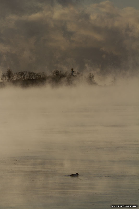 Duck fishing in front of Leslie St Spit, Ward's Island, Toronto Islands