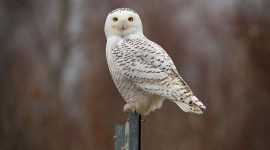 Snowy Owl, Ward's Island, Toronto Islands