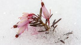 April flowers buried in ice crystals, Ward's Island, Toronto Islands