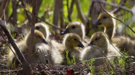 Canada Goose goslings, Forestry Island, Toronto Islands