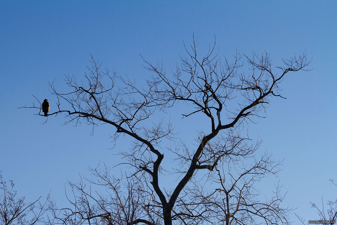 Female bald eagle in tree, Snug Harbour, Toronto Islands