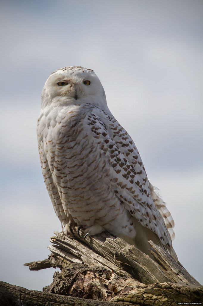 Snowy owl, Gibraltar Point, Toronto Islands