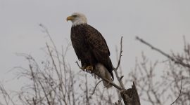 Bald eagle on branch, Long Pond, Toronto Islands