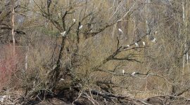 13 Black-crowned Night Herons in one tree, Doughnut Island, Toronto Islands