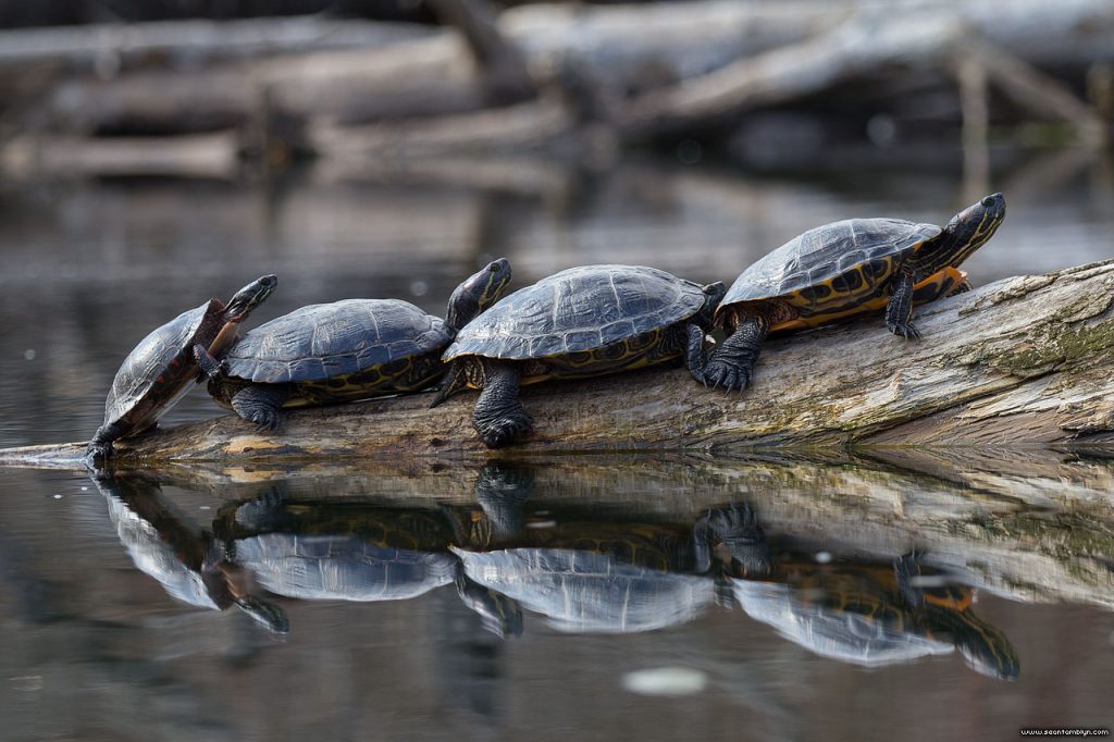 Four red-eared slider turtles on a log, Snug Harbour, Toronto Islands