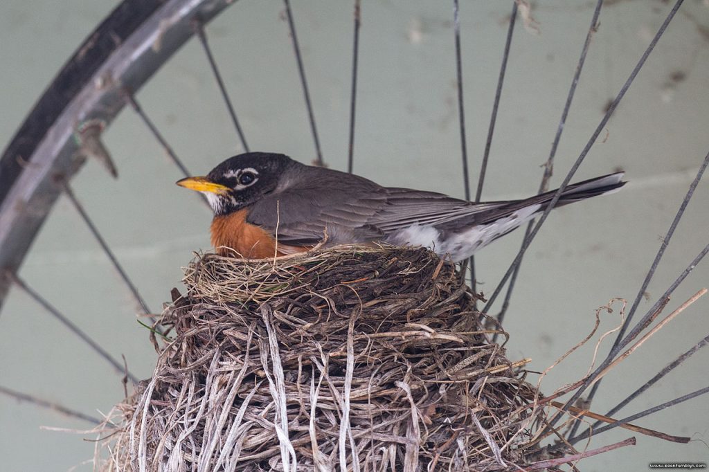 Robin nesting on road bicycle, Ward's Island, Toronto Island
