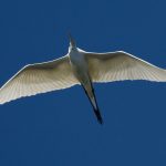 Backlit great egret, Long Pond, Centre Island, Toronto Islands