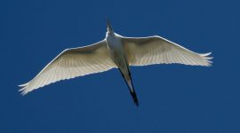Backlit great egret, Long Pond, Centre Island, Toronto Islands