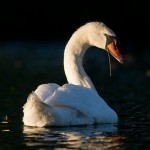 Mute swan, Centre Island, Toronto Islands