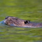 Swimming beaver, Algonquin Island, Toronto Islands