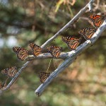 Monarch butterflies, Mink Islands, Georgian Bay
