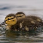 Mallard ducklings, Algonquin Island, Toronto Islands