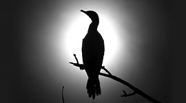 Backlit cormorant, Doughnut Island, Toronto Islands