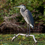 Great blue heron, Trout Pond, Toronto Islands