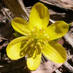 Early spring flower, Ward's Island, Toronto Islands