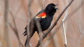 Singing Blackbird, Ward's Island, Toronto Islands