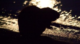 Beaver in moonlight silhouette, Ward's Island, Toronto Islands
