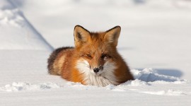 Red fox in snow, Algonquin Island, Toronto Islands