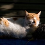 Napping cat, Ward's Island, Toronto Islands