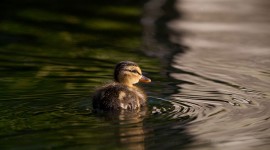 Mallard duckling, Snug Harbour, Toronto Islands