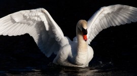 Mute swan outstretched wings, Snug Harbour, Toronto Islands