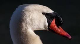 Mute swan portrait, Snug Harbour, Toronto Islands