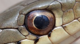 Garter snake eye, Ward's Island, Toronto islands