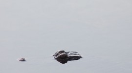 Submerged American alligator, Archie Carr National Wildlife Refuge, Florida
