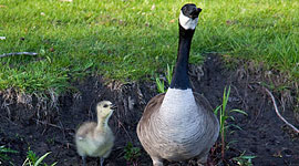Canada goose and gosling, Centre Island, Toronto Islands