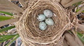 Blackbird eggs in nest, Trout Pond, Toronto Islands