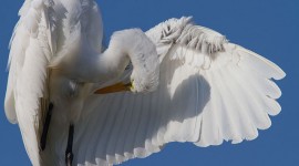 Great egret wing underside, Doughnut Island, Toronto Islands