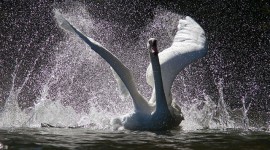 Mute swans fighting, Blockhouse Bay, Toronto Islands