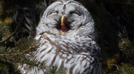 Yawning barred owl, Algonquin Island, Toronto Islands