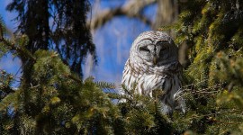 Barred owl in fir tree, Algonquin Island, Toronto Islands