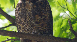 Great Horned Owl, Ward's Island, Toronto Islands