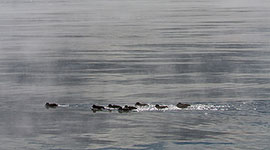 Sunlit ducks against backdrop of -25C heavy steam, Centre Island, Toronto Islands