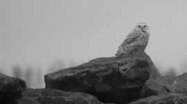 Snowy Owl, Ward's Island, Toronto Islands