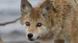 Blind coyote eyes, Ward's Island, Toronto Islands