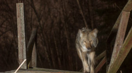 Wild coyote caught by camera trap, Doughnut island, Toronto Islands