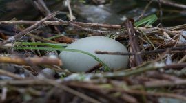 Final swan egg in nest, Ward's Island, Toronto Islands