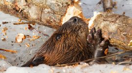 Beaver chewing branch in hole in ice, Snug Harbour, Toronto Islands