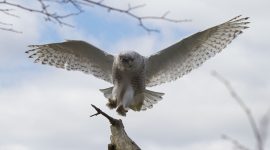 Snowy owl with wingtip feathers, Gibraltar Point, Toronto Islands