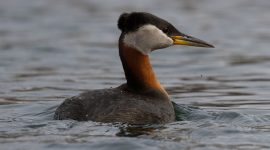 Red-necked Grebe, Long Pond, Toronto Islands